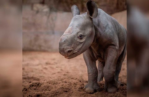 Rinoceronte negro que nación en zoológico