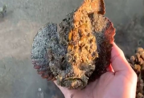 Se grabó cogiendo al pez más venenoso del mundo para ser viral
