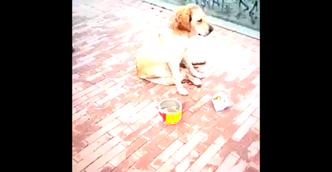 Perrita fue abusada sexualmente y apuñalada en el sur de Bogotá