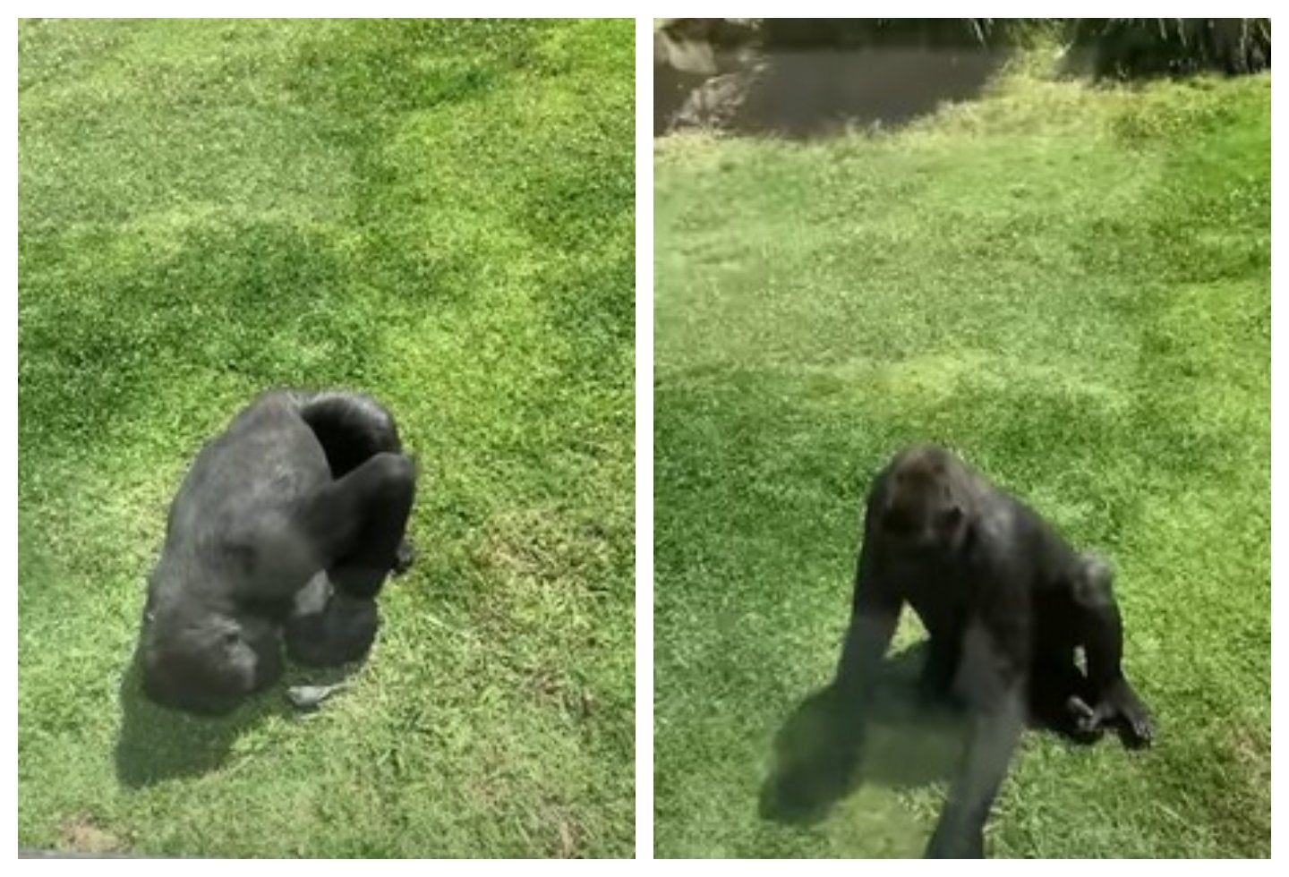 [Video] Gorila sorprende con su reacción al ver un pájaro herido