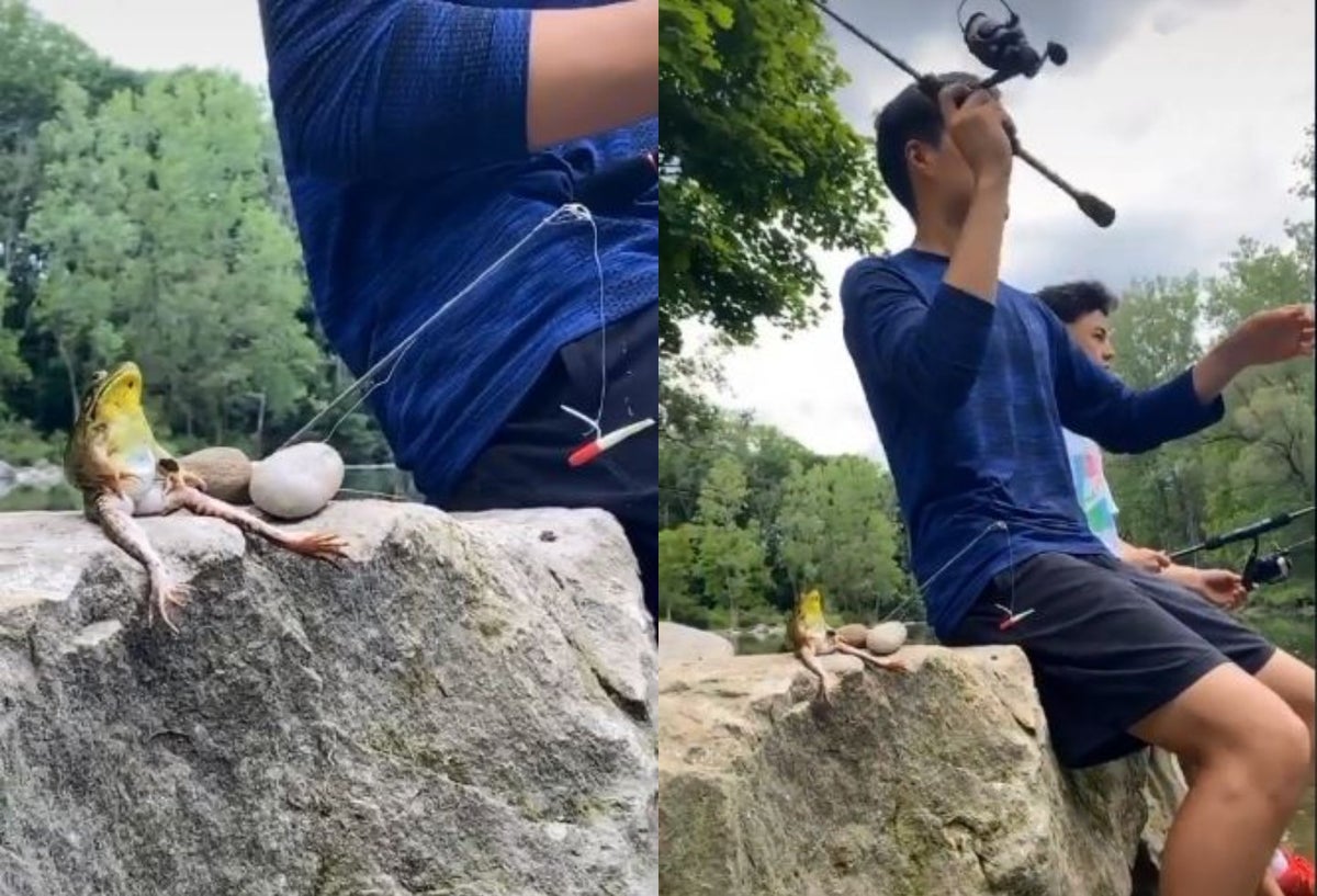 [Video] Rana sentada que parece pescar con su caña se hace viral