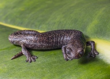 Salamandra en Parque Chingaza