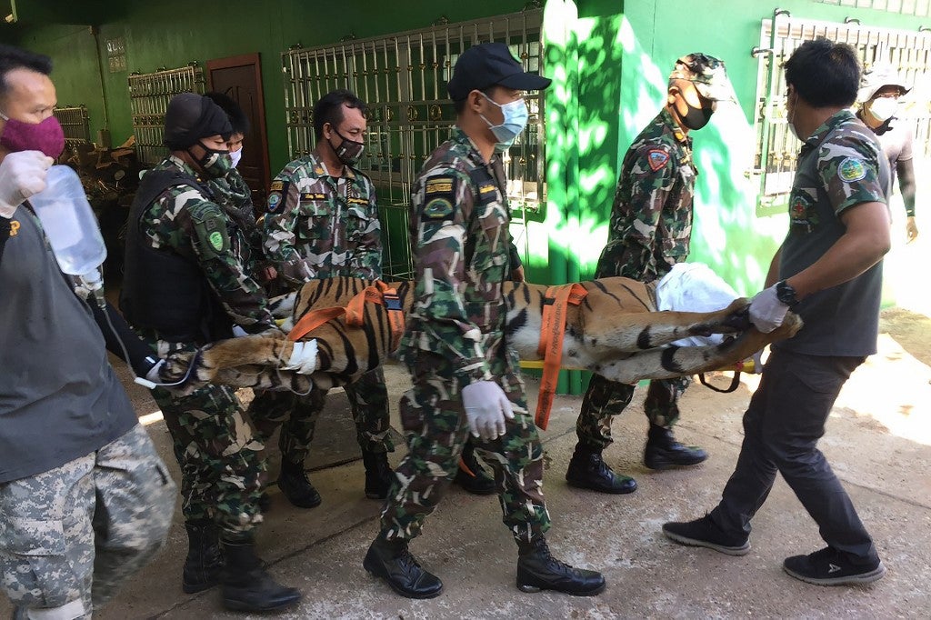 Hallan un tigre decapitado en un falso zoológico de Tailandia