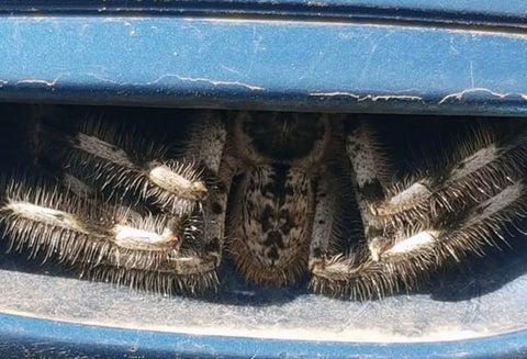 La araña 'peluda' que encontró una mujer en su carro