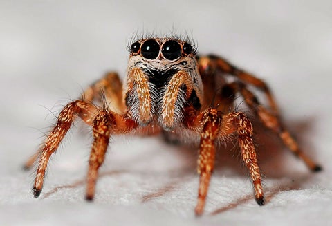 Terrorífica araña, la mascota de un joven en Australia