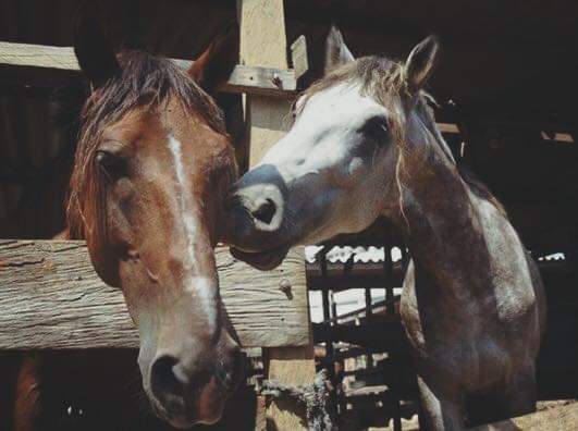 Caballos cocheros