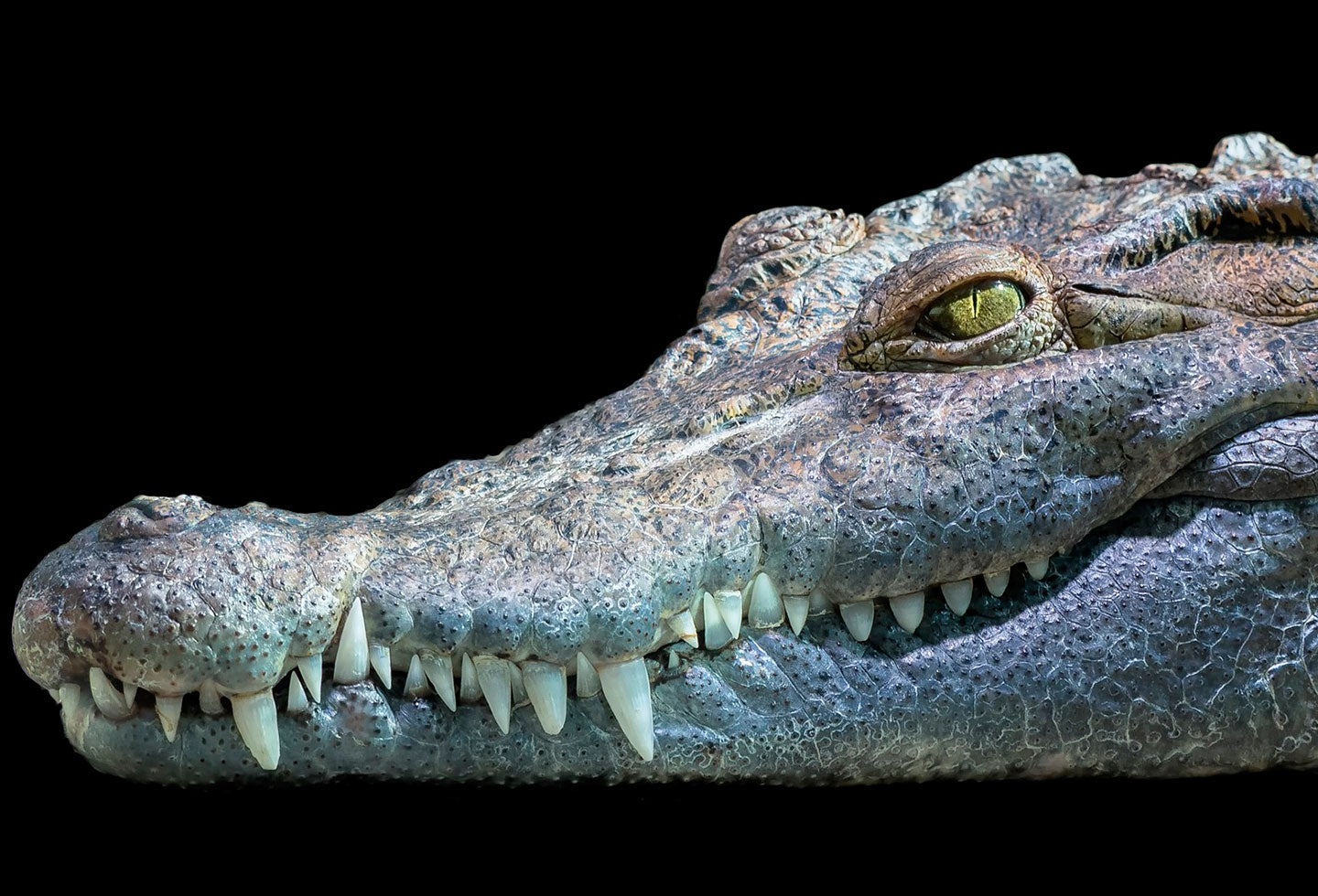 Cocodrilo