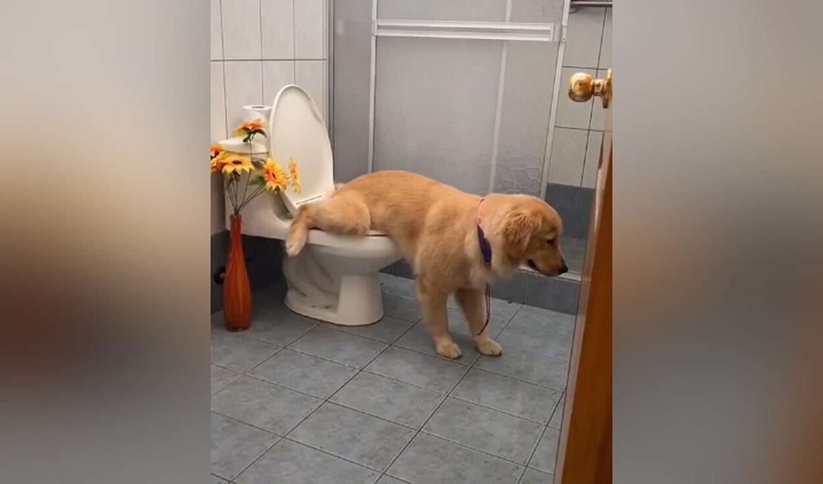 Perro hace chichi en el inodoro
