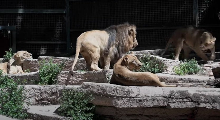 Leones del Zoo de Barcelona