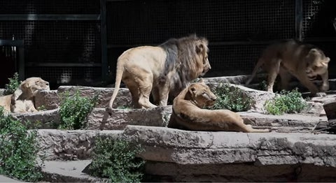 Leones del Zoo de Barcelona