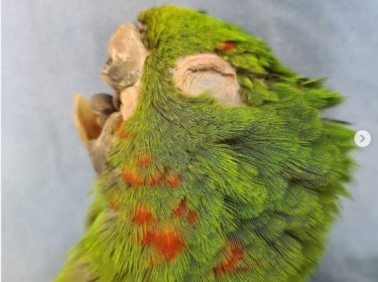 Loro - Implante de pico