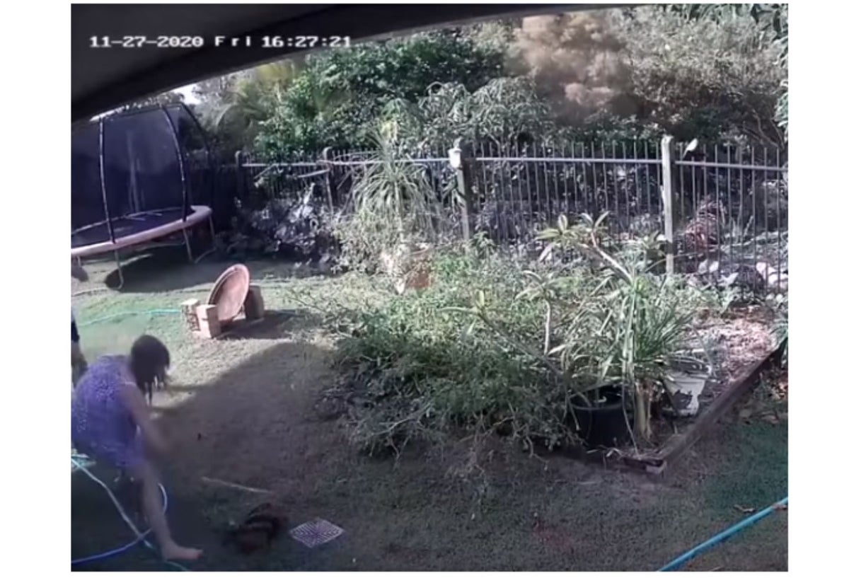 La lucha de una mujer con una pitón para salvar a su perro