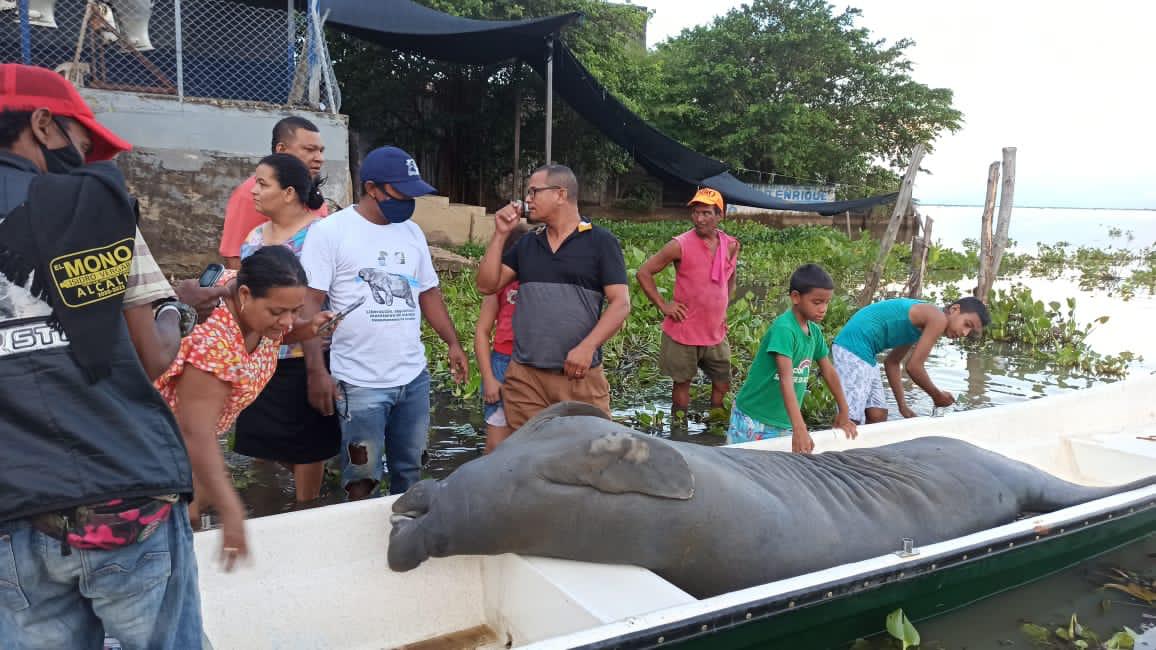 El hallazgo fue en la ciénaga de Ayapel.