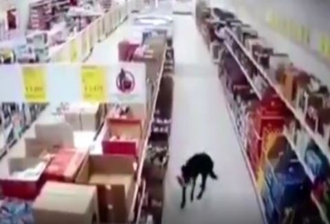 Perro se robó comida de un supermercado y se desinfectó las patas al irse