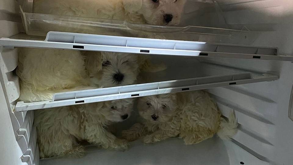 Perros rescatados