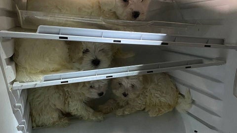Perros rescatados