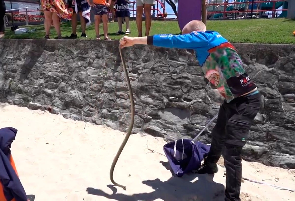 Serpiente hallada cerca de parque infantil