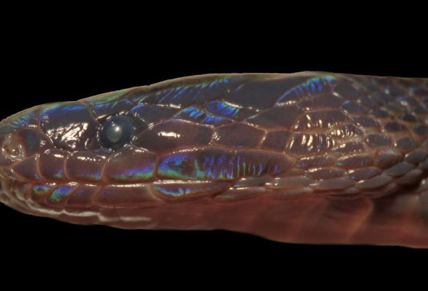 La serpiente de piel brillante