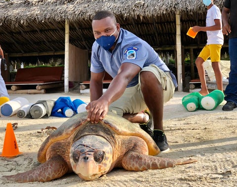 Liberación de tortugas.