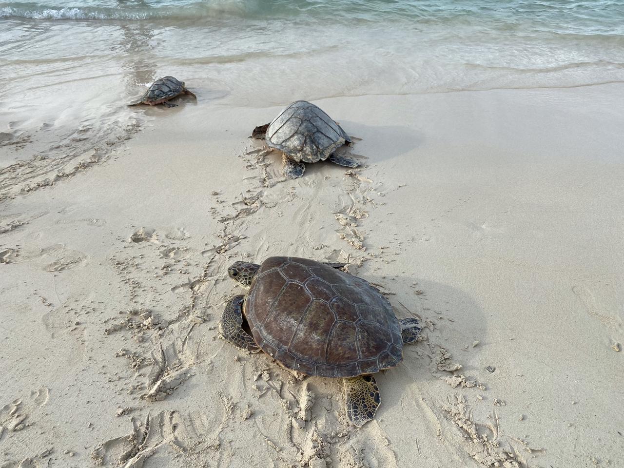 Liberación de tortugas.