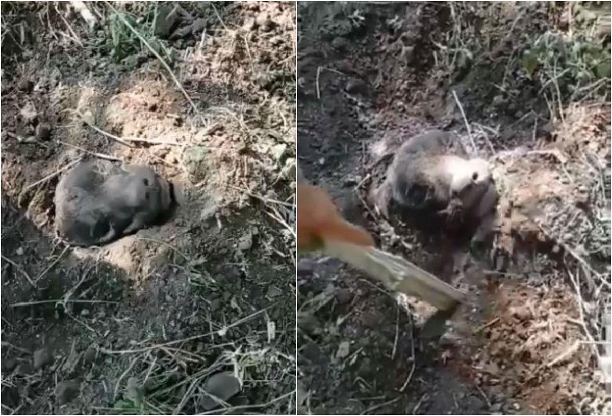 [Video] Rescataron al perro que fue enterrado vivo en Tolima