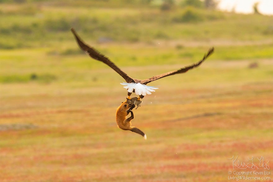 Zorro y Águila