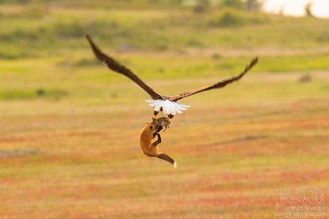 Zorro y Águila