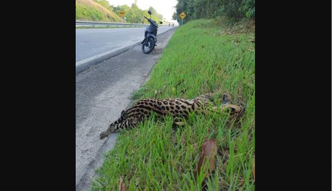 Jaguar fue arrollado en Santander