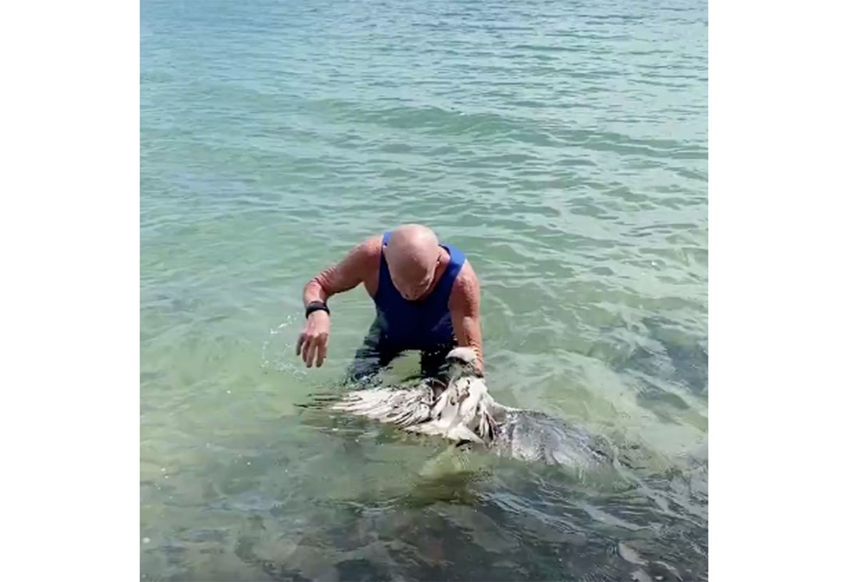 Águila salvada por un hombre en el océano