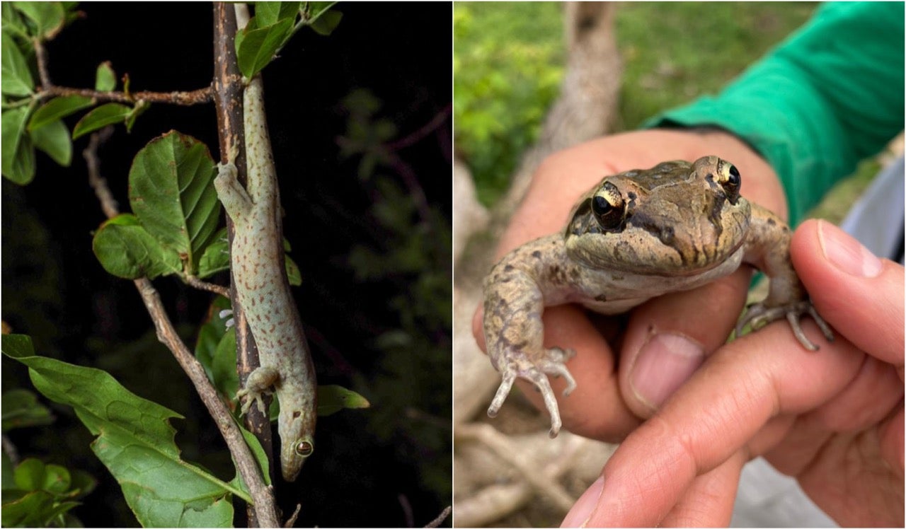 Especies endémicas halladas en la isla de Providencia.