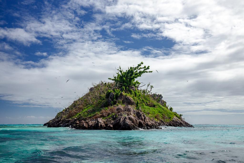 Aves en la isla de Providencia.