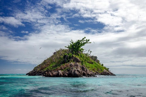 Aves en la isla de Providencia.