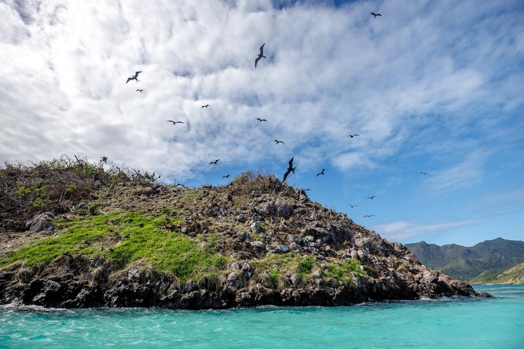 Aves en Providencia.