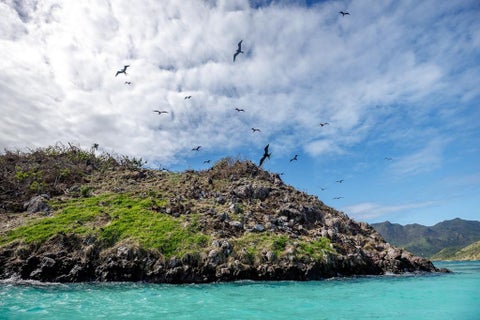 Aves en Providencia.