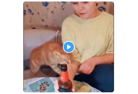 Gata impide beber cerveza a su dueña