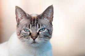 Gato