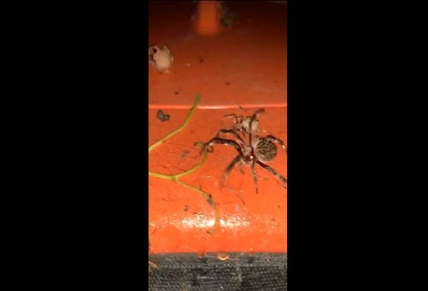 Pelea de arañas en Australia