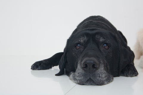 Perro referencial