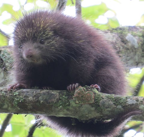 Puercoespín enano peludo marrón.