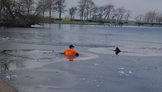 Rescate de perro