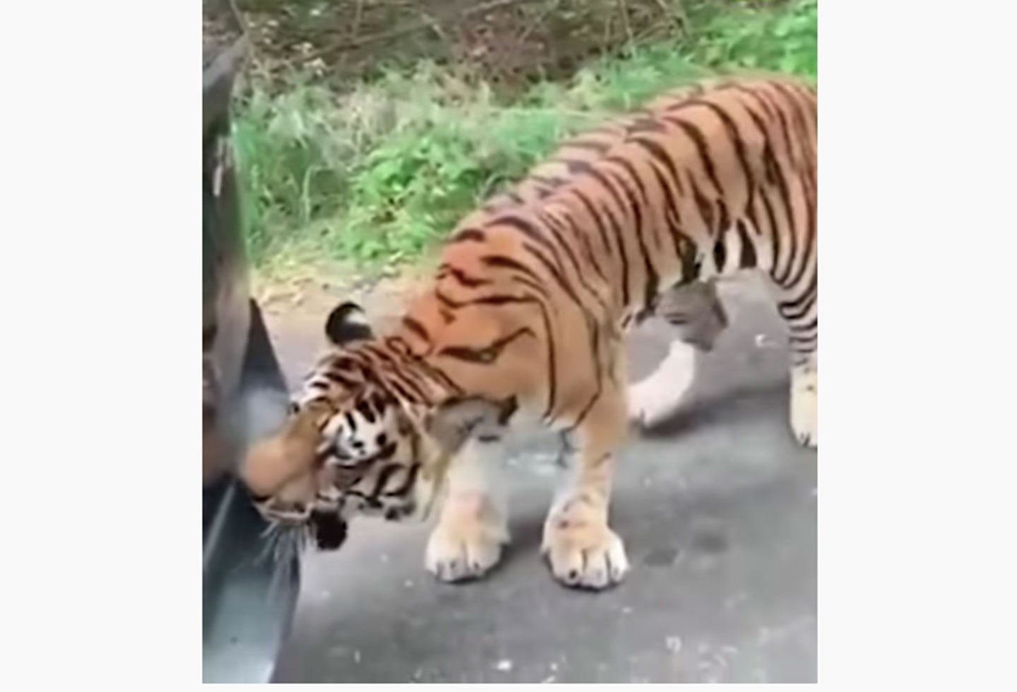 Tigre agarra bumper de vehículo