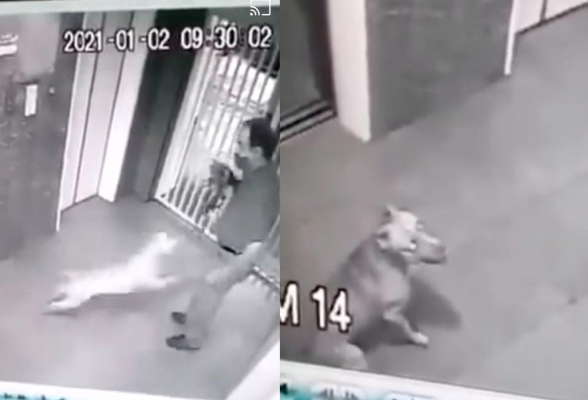 [Video] Pitbull atacó brutalmente a un perro y a su dueño