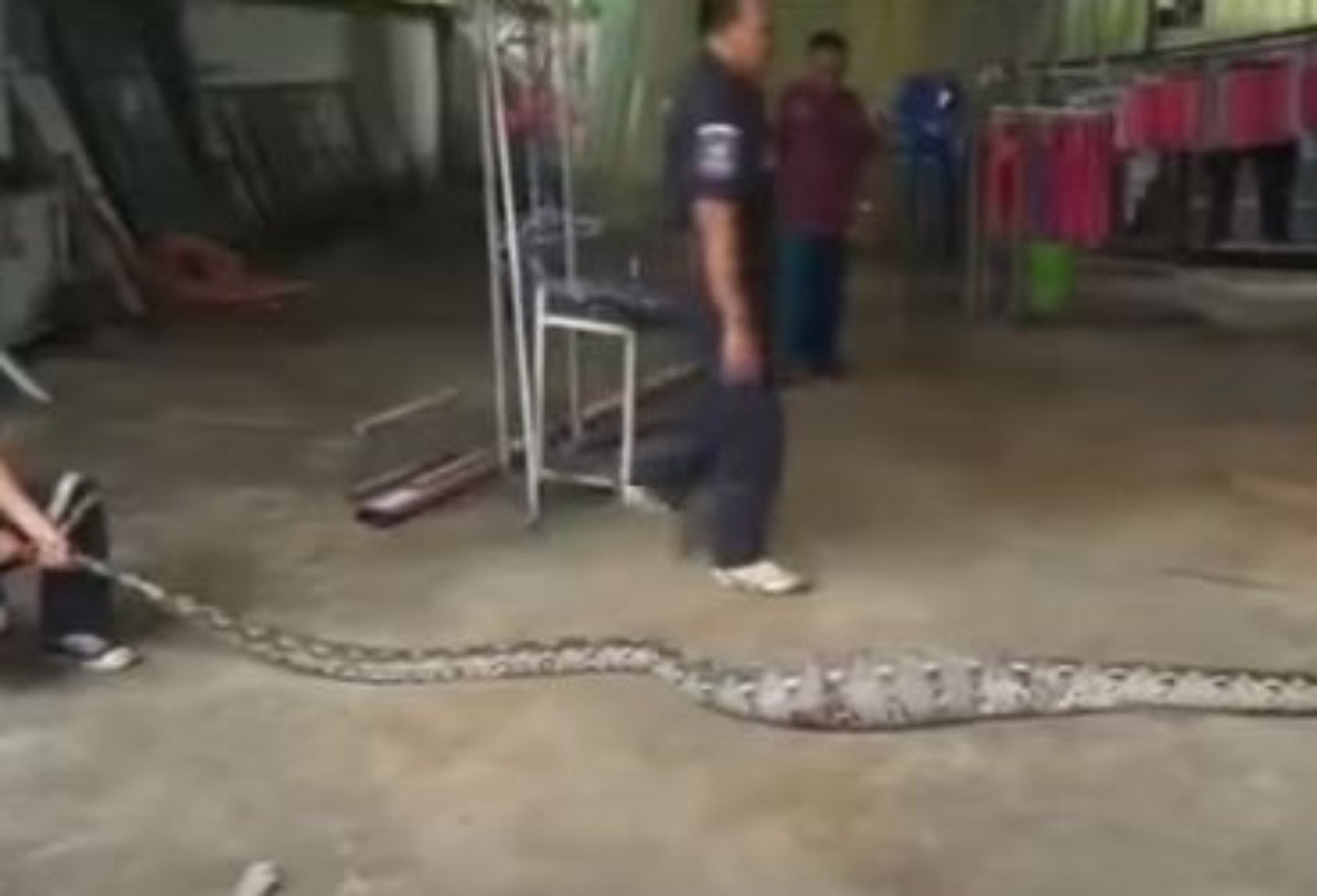 [Video] Serpiente pitón vomita a enorme cocodrilo tras ser capturada