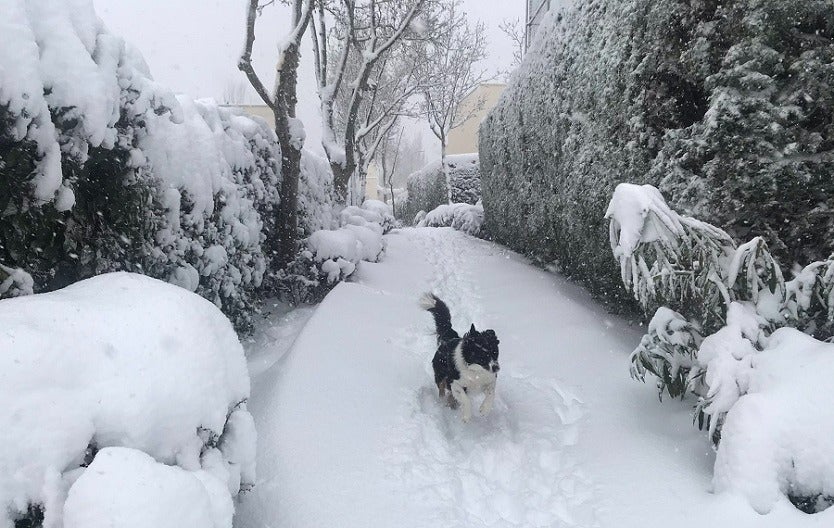 Videos de perros disfrutando la nevada de España