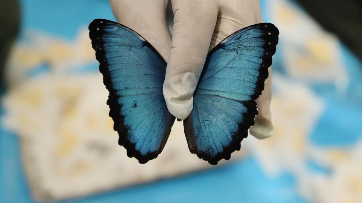 Especies recuperadas - Mariposa