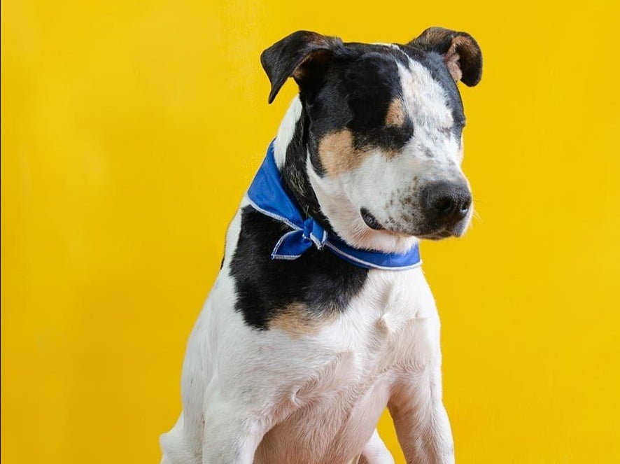 Thor, el perro que quedó ciego tras ser atacado por un hombre