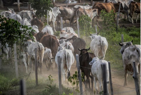 Hay una política de exportación que afecta a los ganaderos en Santander.
