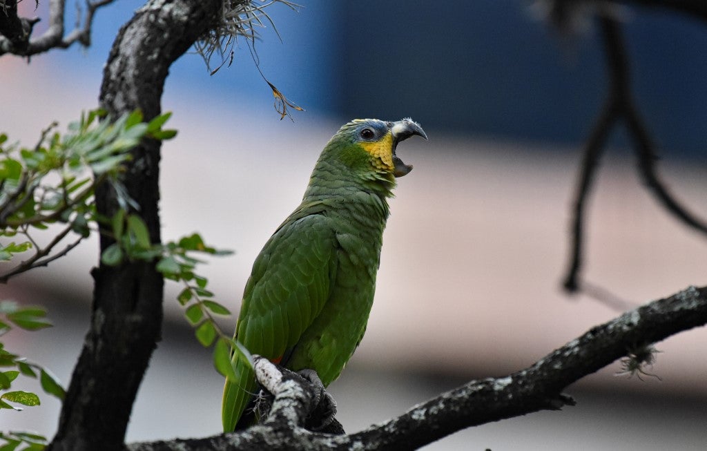 Loro verde amazónico