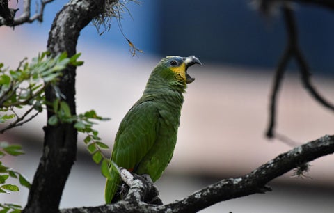 Loro verde amazónico