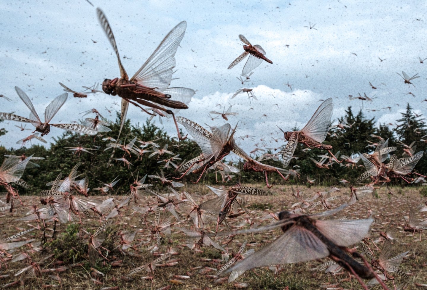 Plaga de langostas
